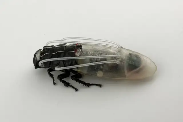 The Evolution of Biorobotics in Extreme Environments
