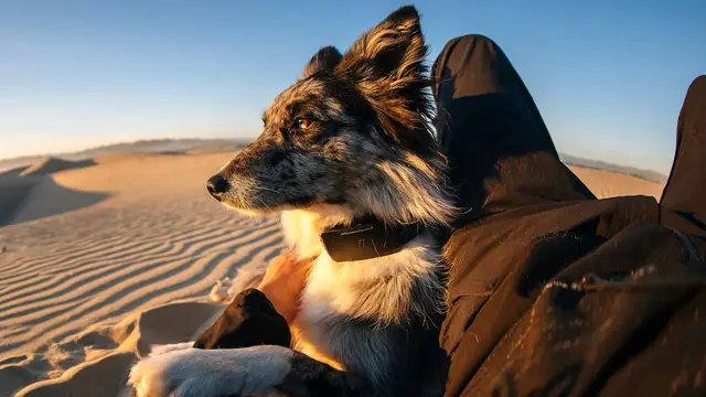 Global Pet Monitoring via Starlink