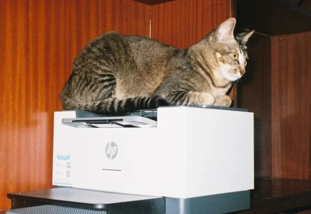 The Cost of HP's Market Dominance in India
