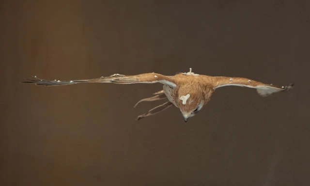 A Biomimetic Response to Airflow Turbulence
