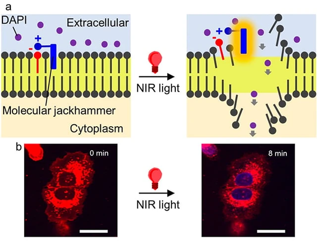 Mechanical Destruction of Cancer Cells via Light
