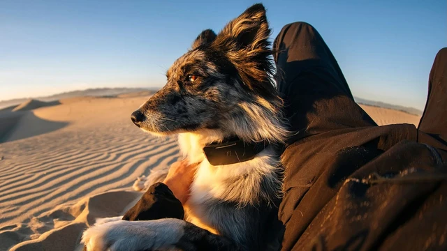 Global Pet Monitoring via Starlink
