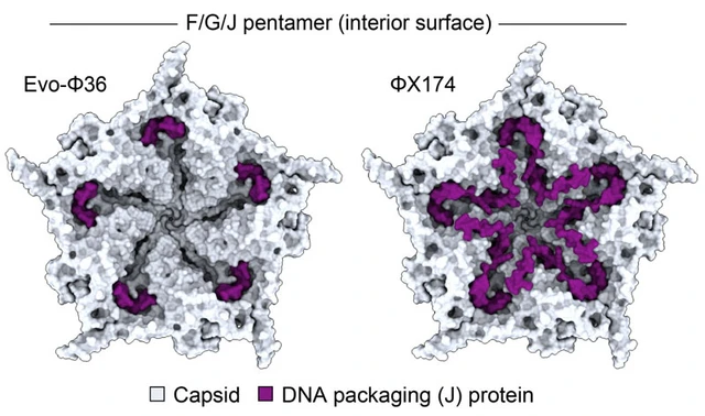 Generative Design of Viable Viral Genomes
